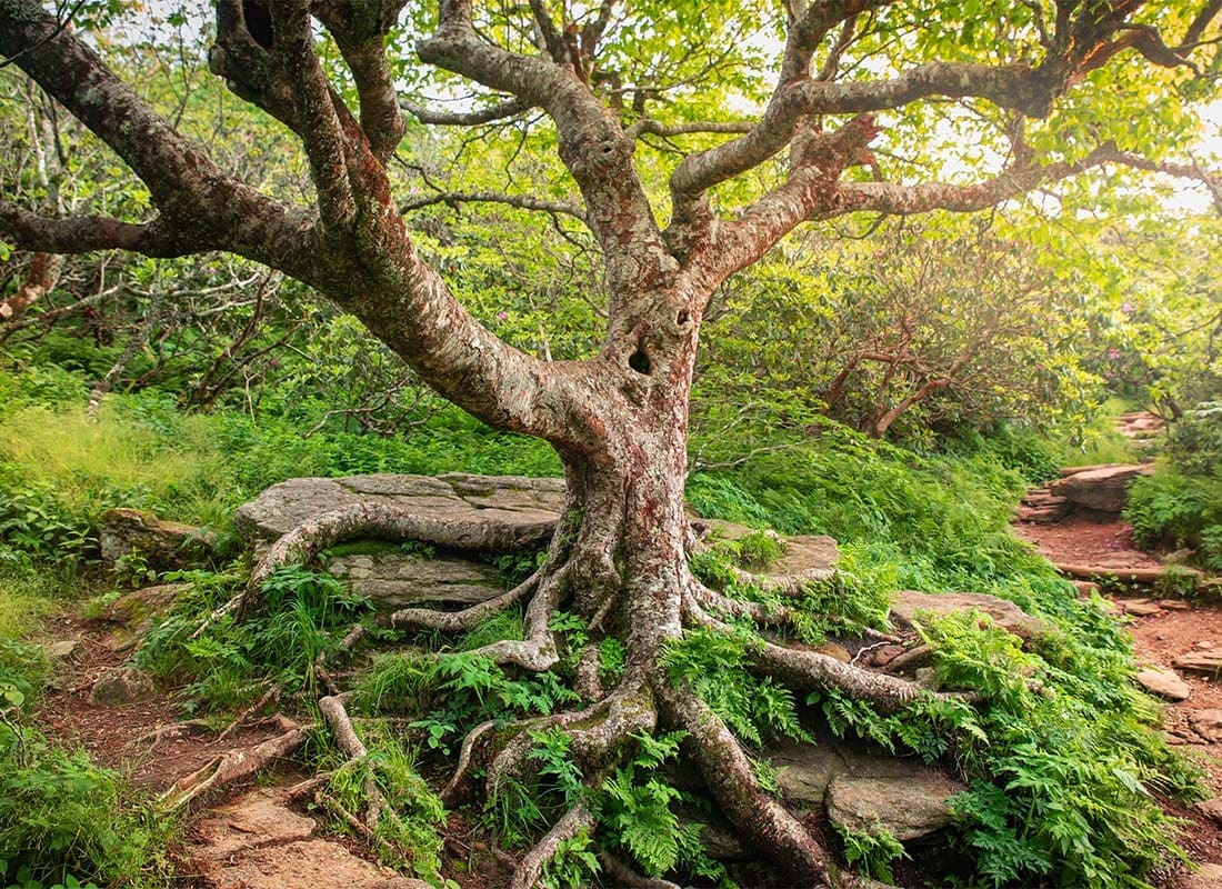 Eden, NC - Closeup View of an Old Green Tree on a Trail in the Forest in Eden North Carolina